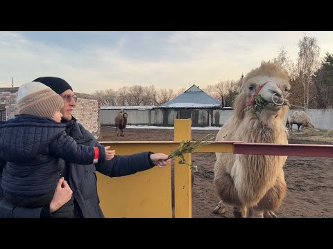 Видео: Мишель кормит животных на ферме ♥️