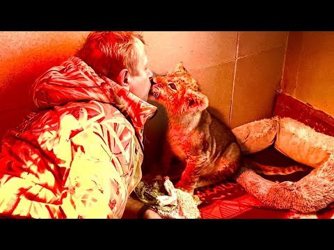 Видео: Маленький ШерХан просто львенок-целовашка! На отношения львенка и Олега Зубкова можно смотреть вечно
