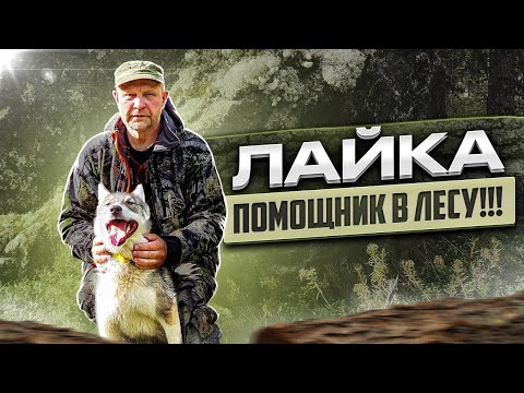 Видео: Лайка ! ( Мысли в слух ) !