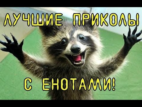 Видео: 🔥Приколы С ЕНОТАМИ 😂EPIC FAILS #3