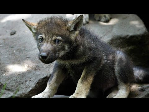 Видео: Волчонок отчаянно смотрел в глаза леснику, будто умоляя о спасении и защите