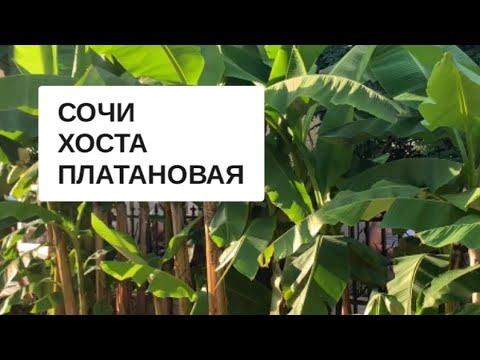 Видео: СОЧИ СЕГОДНЯ / ХОСТА Центр / ул Платановая