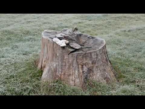 Видео: P 2020 12 01 Славута