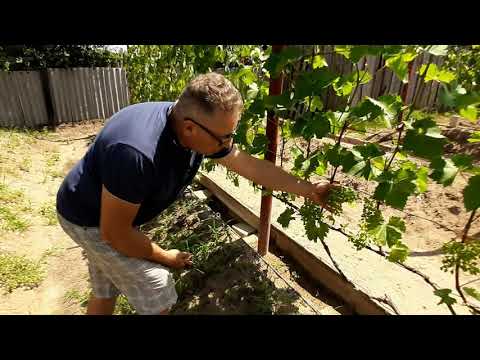 Видео: Окончательная нормировка гроздями и ягодами винограда.