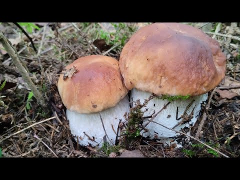 Видео: Один из самых лучших грибных походов сезона 2024!