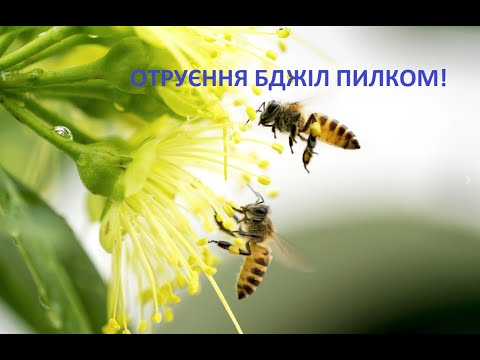Видео: Важливо! Пилковий токсикоз у бджіл.
