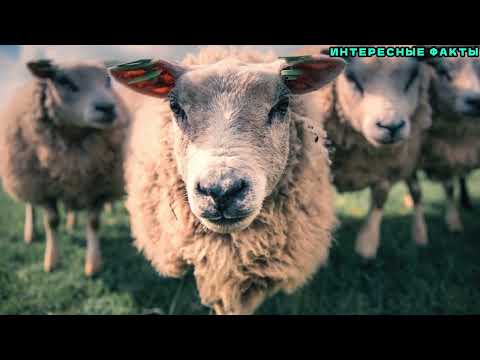 Видео: ✔️ИНТЕРЕСНЫЕ ФАКТЫ ОБ ОВЦАХ.