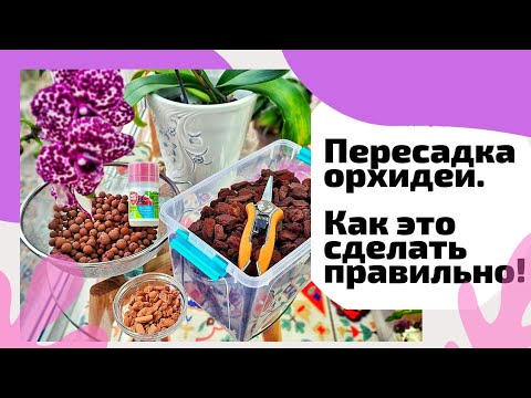 Видео: Пересадить орхидею легко!! Пересадка орхидеи.Подбор субстрата для орхидеи.Как это сделать правильно!