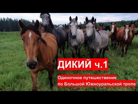 Видео: Дикий. Одиночное путешествие по Южноуральской тропе. Часть 1