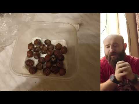 Видео: Стратификация каштана и желудей дуба. Мой опыт и мои способы