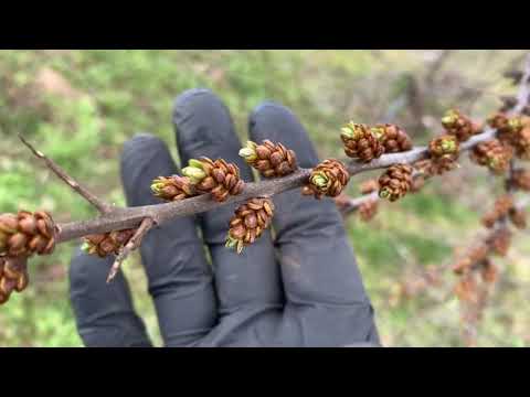 Видео: Облепиха.Как отличить женское растение от мужского.