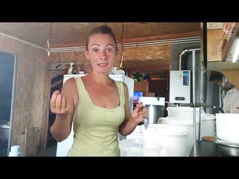 Видео: Опять непогода,срочно всё убрать.Не хотела делать сыр.Почему моя брынза в дырочку и кишечная палочка