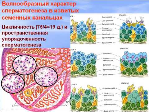 Видео: Мужская половая система. Видео лекция С.М.Зиматкин (26)