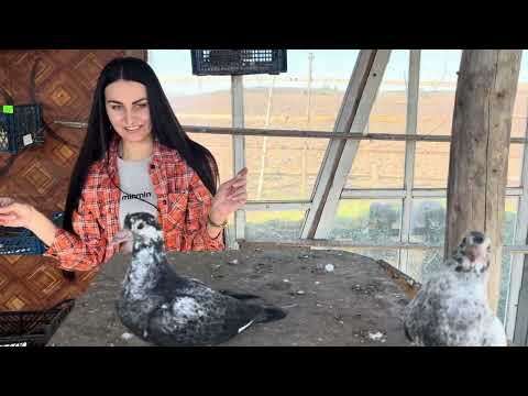 Видео: 🐓Марічка в гостях в голубятні! #голуби #кури #село #життя #голубятники