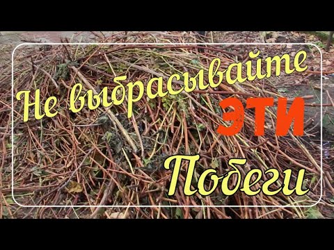 Видео: Как получить пользу от обрезанной лозы.