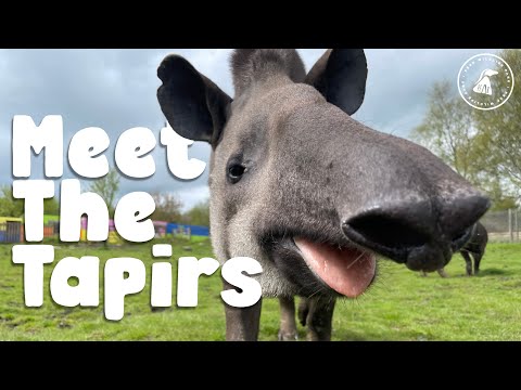 Видео: ВСТРЕЧАЙТЕ ТАПИРА В ЗООПАРКЕ