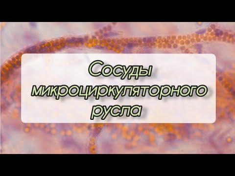 Видео: #артериолы #капилляры #венулы (сосуды микроциркуляторного русла)