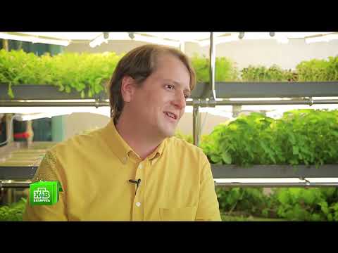 Видео: Микрозелень ферма GreenBro. Репортаж НТВ-Беларусь