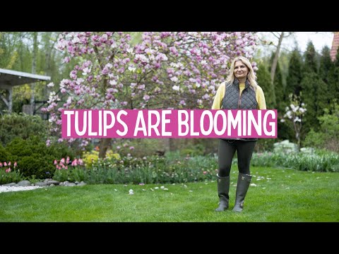 Видео: В моем саду цветут первые тюльпаны.
