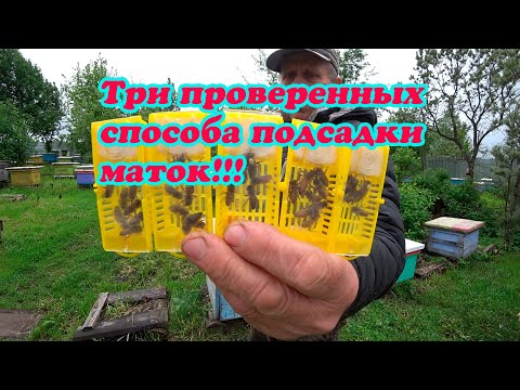 Видео: ТРИ НАИЛУЧШИХ СПОСОБОВ ПОДСАДКИ МАТОК И УХОДА ОТ РОЕНИЯ НА МОЕЙ ПАСЕКЕ, ИЗ ОПЫТА ПЧЕЛОВОДСТВА