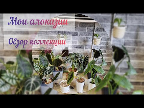 Видео: #растения дома#Обзор моей коллекции алоказий#алоказии