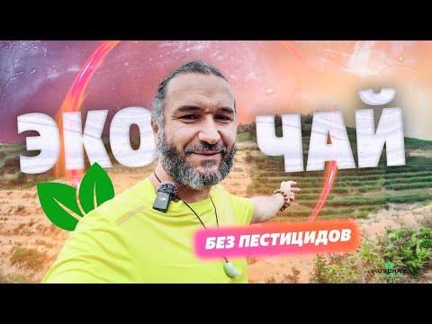 Видео: Самый экологически чистый чай в Китае? Изучаю плантации без пестицидов, пробую новый чай.