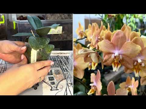 Видео: Пересадка 2-х Орхидей ( подростки  торф-стакан и мох )
