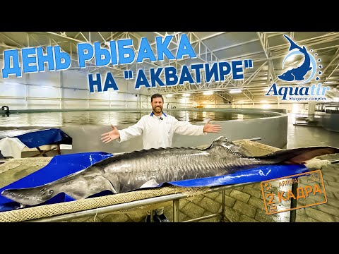 Видео: Рыбный день на "АКВАТИРЕ". Белуга 200 кг. Чёрная икра. Пирожки с сёмгой. 2 кадра 07.07.2023