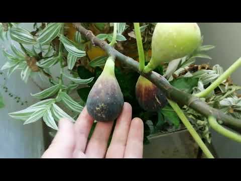 Видео: Растения на балконе, 5 августа 2025г.🤗