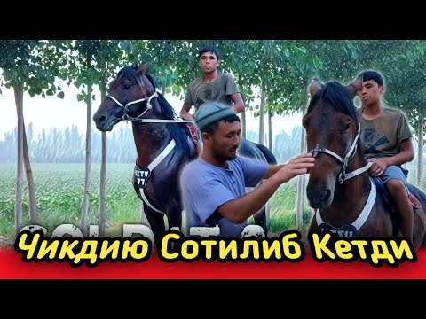 Видео: ULOQCHI OT SOLDAT 2 SOTILADI.. АБДУМАННБДА УЛОКЧИ ОТ СОЛДАТ 2. продаю лошады.