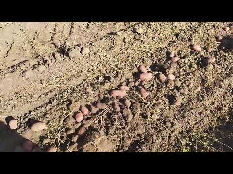 Видео: Копаємо картоплю сорту Торнадо.Спека...