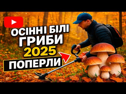 Видео: ОСІННІ БІЛІ ГРИБИ 2025  ПОПЕРЛИ ПОПРИ  НЕСТРИМНУ СПЕКУ