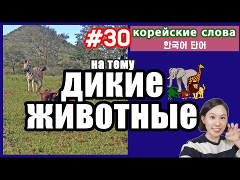 Видео: Дикие животные на корейском языке (с транскрипцией). Корейские слова по темам.