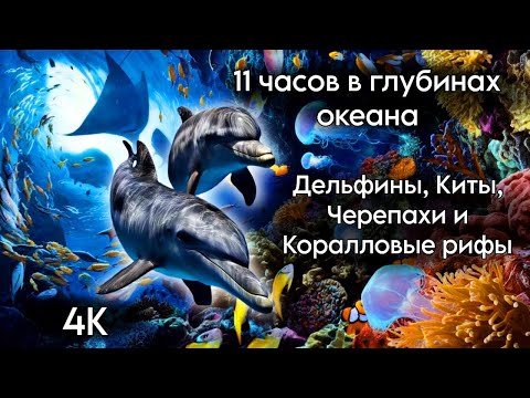Видео: 11 ЧАСОВ 4K Подводный мир — Дельфины, Киты, Черепахи, Рыбы  Музыка 528Hz & 432Hz для сна и релакса