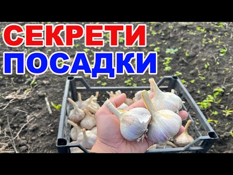 Видео: Посадка часнику 2025: усе, що потрібно знати перед висадкою!