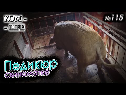 Видео: Возил свинью на педикюр 💅