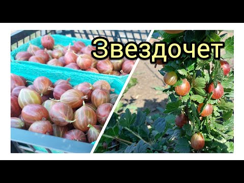 Видео: Крыжовник Звездочет. Первое плодоношение