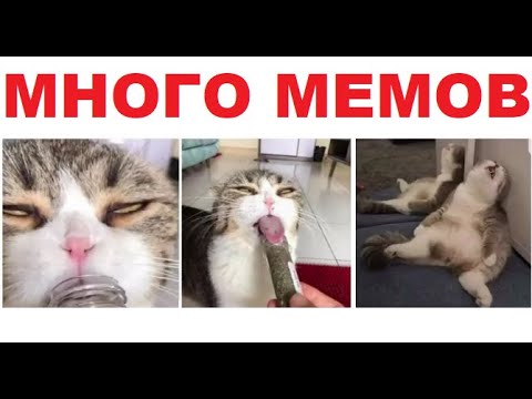 Видео: Лютые приколы. ОБДОЛБАННЫЙ КОТ :)))