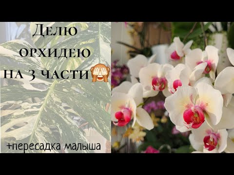 Видео: Делю орхидею на 3 части🙈 + пересадка "малыша" из торфстакана в ЗС