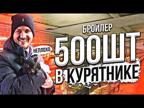 Видео: Бройлер кобб 500 выращивание и содержание 500 шт, бизнес на бройлере,