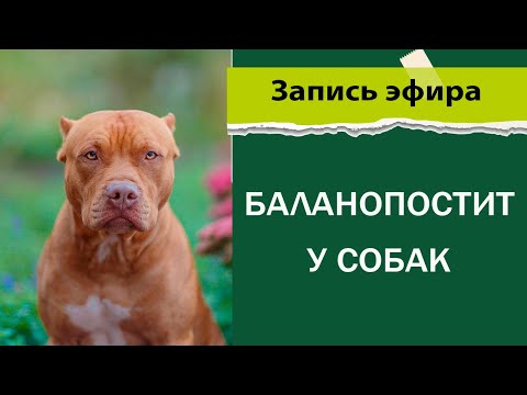 Видео: Баланопостит у собак