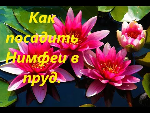 Видео: как правильно посадить Нимфеи в пруд