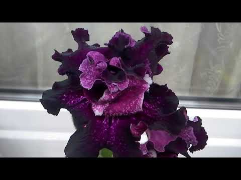 Видео: Мои Цветущие Стрептокарпусы  в августе 2020