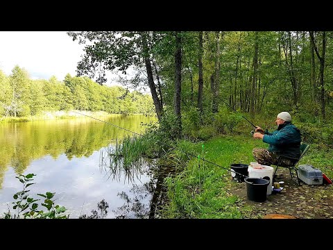 Видео: Нашел Новое Место. Плотва и Густера на Фидер. Рыбалка с Ночевкой. Фидер на Реке Друть.