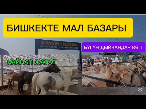 Видео: АЛТЫН КАЗЫК МАЛ БАЗАР БИШКЕК КОЙ БАЗАР 👍🔥 4/ОКТЯБРЬ 2025ж 