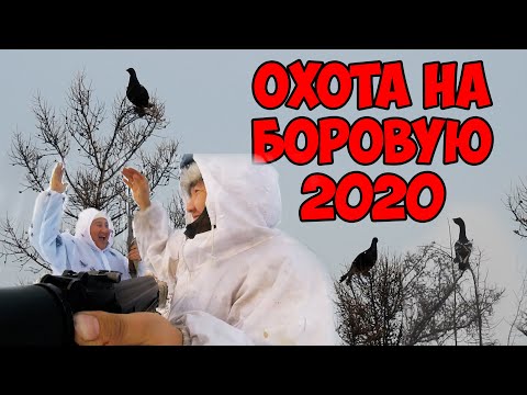 Видео: Охота на глухаря и тетерева / Боровая 2020 / уникальные кадры с охоты
