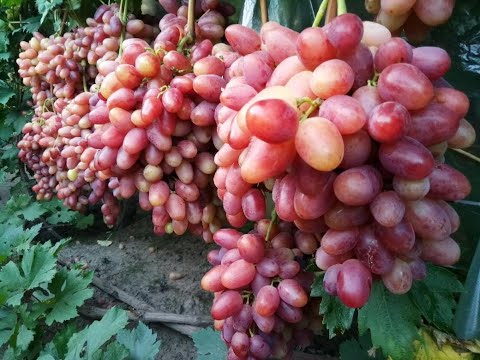 Видео: Последние грозди и сигналки сезона 2023! 🍇🍇🍇 Тел.+79054033245, WhatsApp и Viber +79528500417.