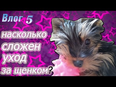 Видео: Как я ухаживаю за щенком йорка