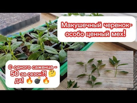 Видео: Макушечный черенок - как с одно маленького саженца получить 50 шт? Продолжаем черенкование гортензии