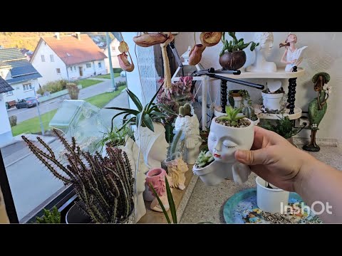 Видео: КОМНАТНЫЕ РАСТЕНИЯ.ПЕРЕСАДКА #top #цветы #plants #nature #garden #